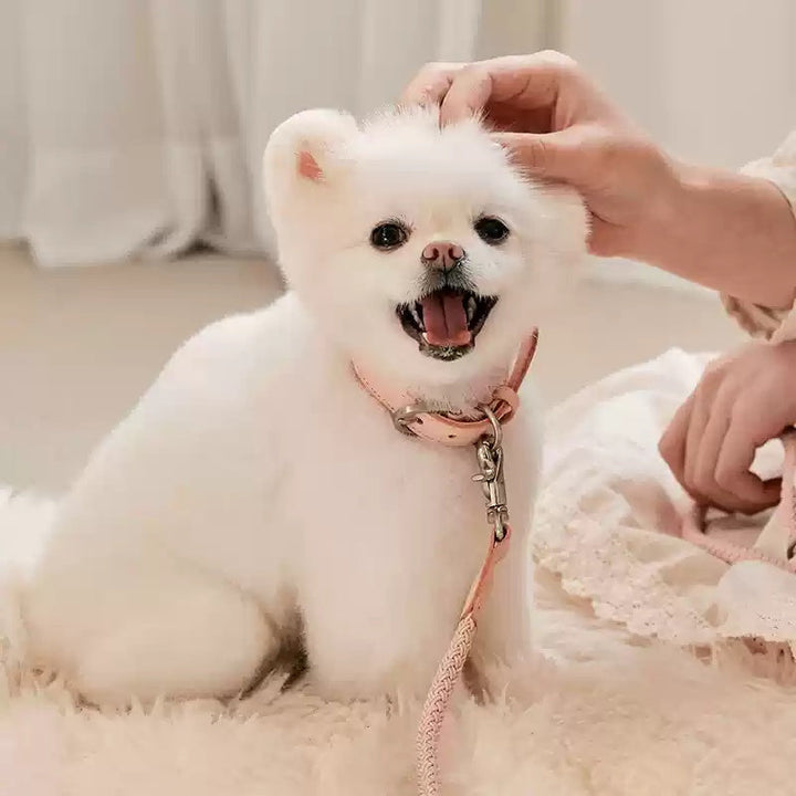 Leather Pet Collar And Leash Set: Elevate Your Pet's Walking Experience