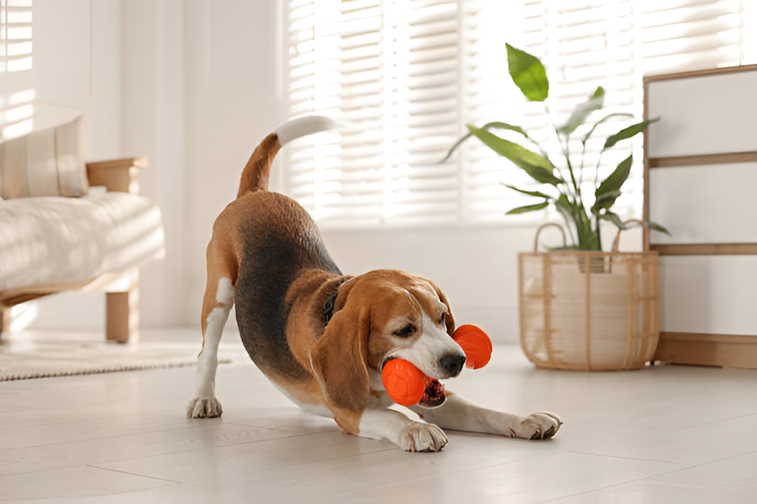 Choosing the Perfect Pet Toys for Happy Playtime