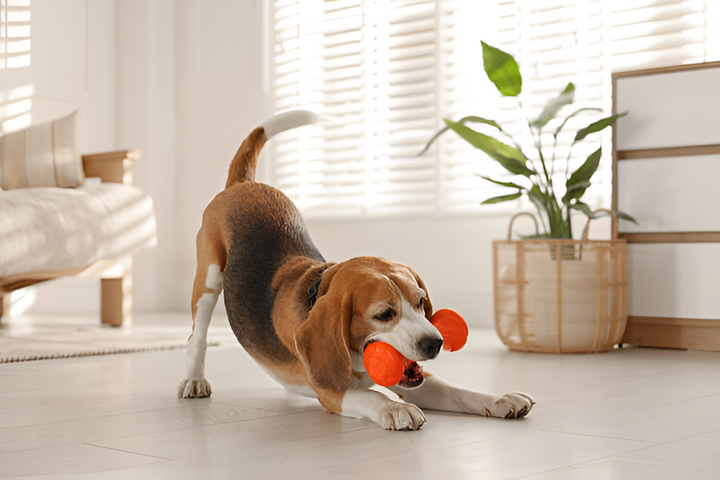 Choosing the Perfect Pet Toys for Happy Playtime