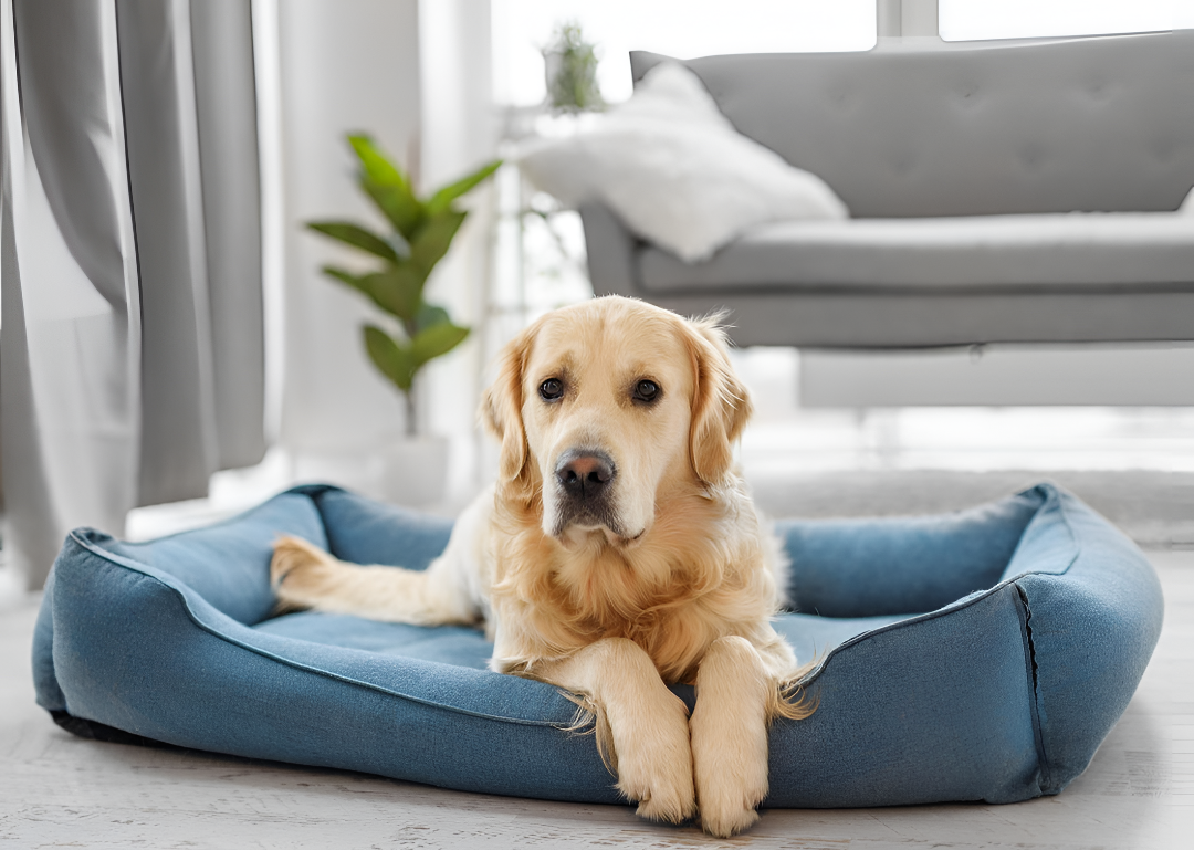 Creating a Cozy Space with the Right Pet Bed