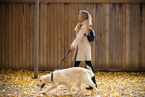 Safe and Enjoyable Walks with Durable Leashes