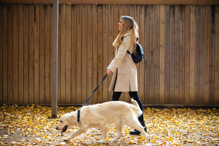 Safe and Enjoyable Walks with Durable Leashes