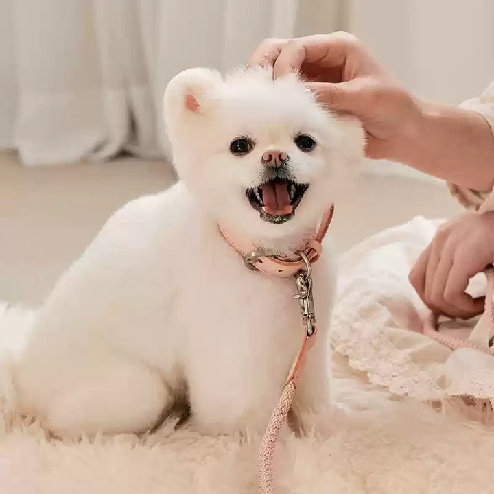 Leather Pet Collar And Leash Set Handheld Walking Rope