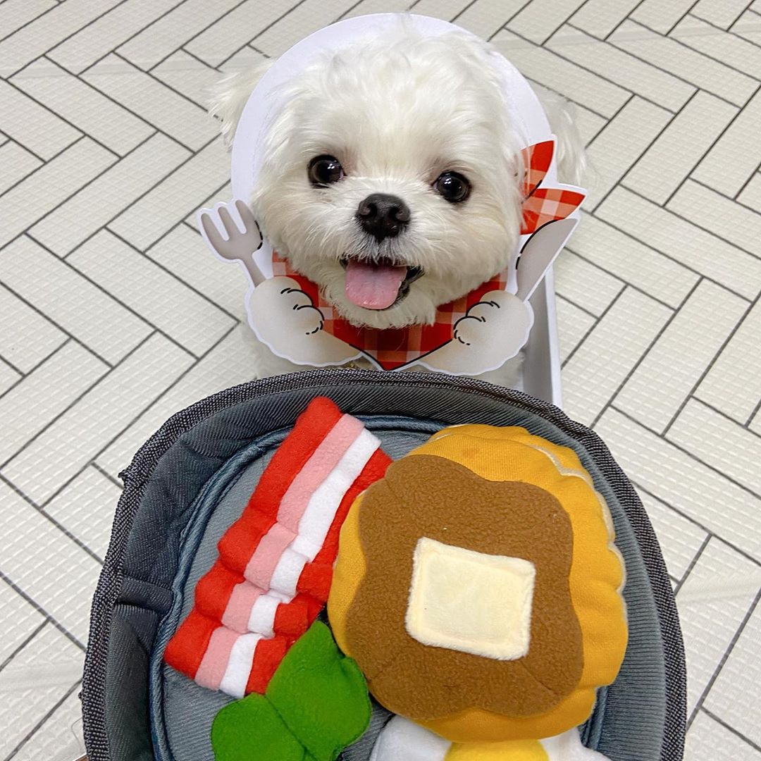 Hide-and-Seek Food Toy For Pets